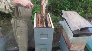 ЩАВЕЛЕВАЯ КИСЛОТА,только ею обрабатываю пчел от клеща