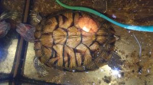 Красноухие черепахи 🐢 утро 03-12-2025. Умная колонка Маруся рассказывает анекдоты!