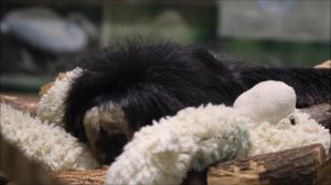 Белолицый саки Кеша вырос и стал очень подвижный 27.11.2025