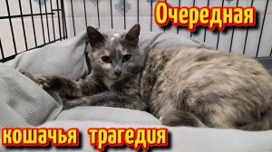 Очередная кошачья трагедия.
