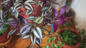 Уголок с комнатными цветами.