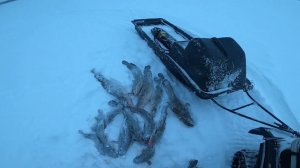 Рыбалка на Енисее. Монстры чуть не упёрли в лунку. 30