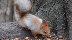 Немного о Белке с глазиком