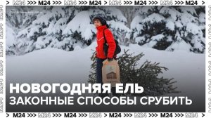 Москвичам рассказали, как можно законно срубить живую ель - Москва 24