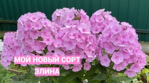 Новый сорт моей селекции Элина