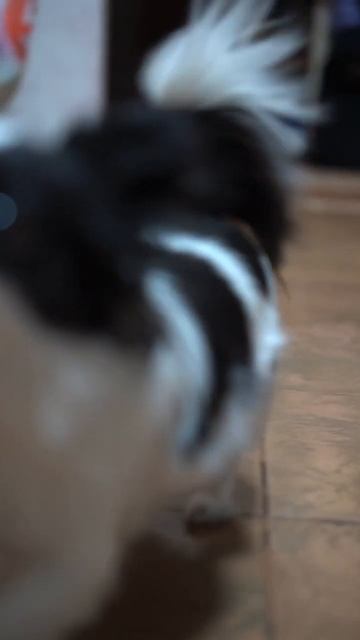 Собака некусака