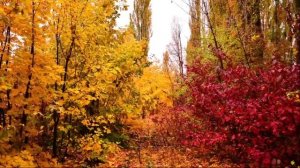 как красива осень