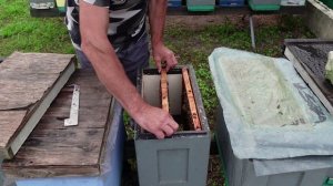 формирование августовских отводков