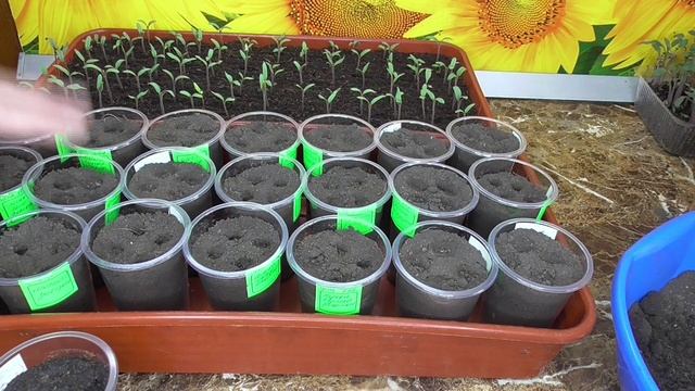 "СУХОЙ СПОСОБ" посева семян томатов может выручить вас!