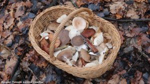 Гигрофоры, опята, вешенки и немного науки