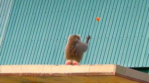 Пустой вольер! Кого ждать? На гостинцы зверь бежит! Скатерть самобранка для гамадрилов. ДОМ2