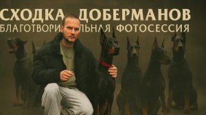 Сходка доберманов и благотворительная фотосессия