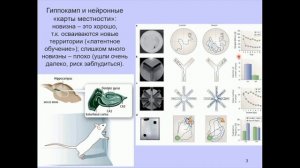 Лекция для сна. Мозг. Обучение и память - Вячеслав Дубынин