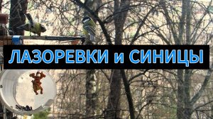 ЛАЗОРЕВКИ и СИНИЦЫ