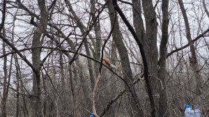 Белка отбирает корм у птиц