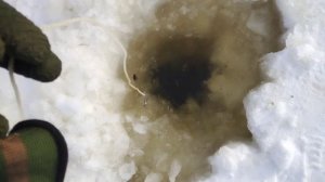 проверяем улов.