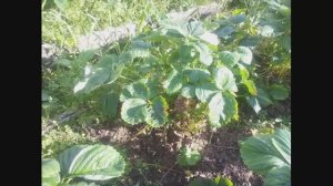 Почему не плодоносит клубника 1