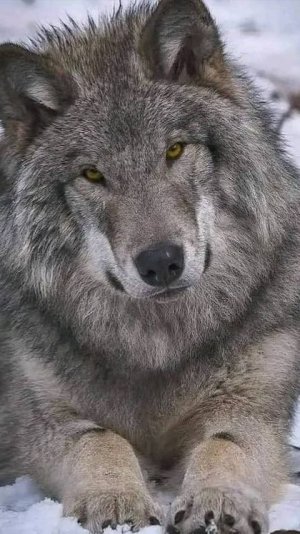 Волк-Одиночка!