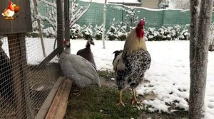 Куры зимой очень счастливы 🤗😂😜   (2)
