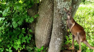 Распогодилось