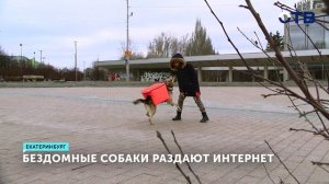 Как собаки с рюкзаками раздают интернет на улицах города