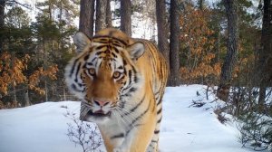 Земля амурских тигров Сихотэ-Алинский заповедник Лазарева Мария Кирилловна Фестиваль «Земля открытий