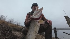Щуки монстры на блесну. Рекорд сезона.