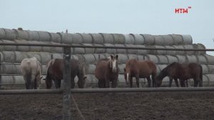 Дом детства Патриарха Кирилла и богатырские кони: чем Ичалковский район удивляет туристов