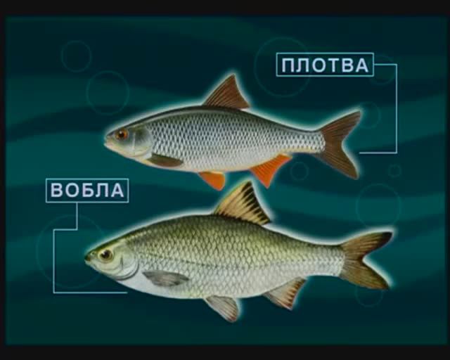 Как влияет атмосферное давление на поведение Обыкновенной плотвы (Common roach) — Rutilus rutilus ?