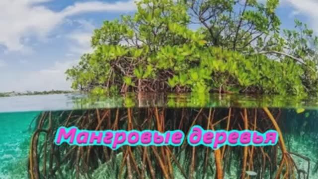 Мангровые деревья