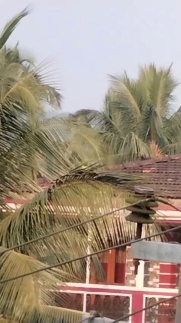 Попугай на пальме