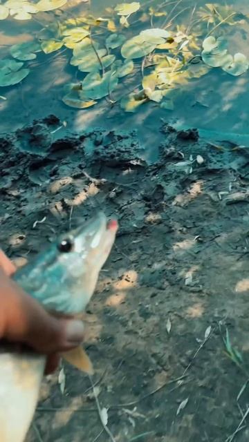 Резвая щучка. Mepps в деле