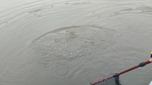 Основной водоём. На блесну.