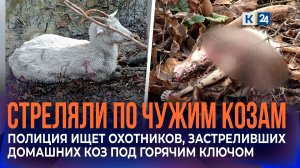 Полиция ищет охотников, застреливших домашних коз под Горячим Ключом