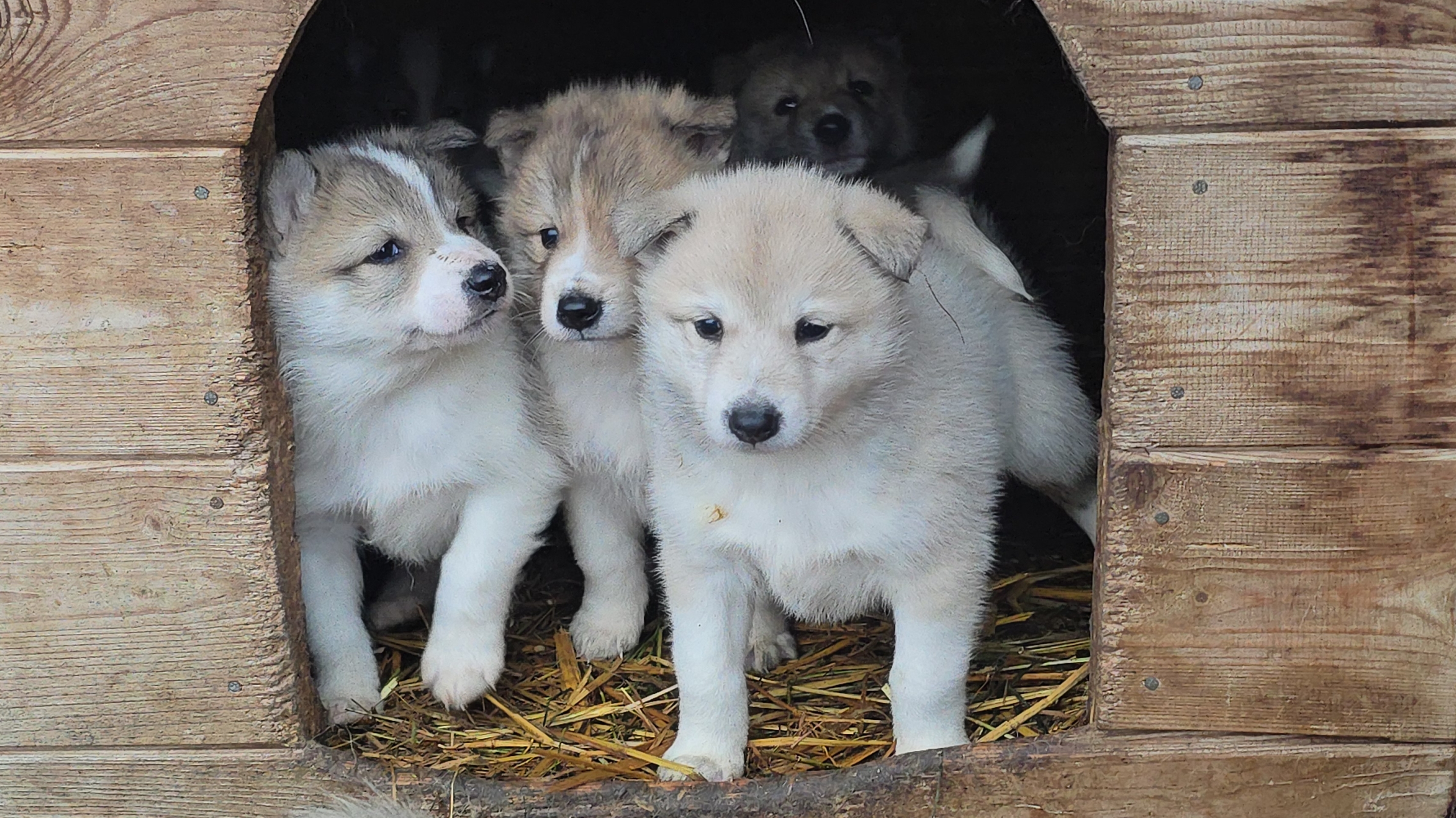 Щенки ночевали одни