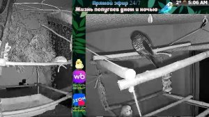 Волнистые попугаи 🦜🦜🦜 | авиарий на балконе📍