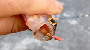 АКТИВНЫЙ КЛЁВ ОКУНя!! РЫБАЛКА НА БЕЗМОТЫЛКУ 2025-2026.