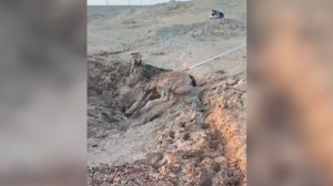 Жеребенка, увязшего в липкой грязи, спасли на Байконуре