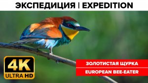 Птицы России 4К: Золотистая щурка