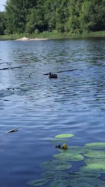 Ленобласть.17.07.2024. Часть 83. Утята_ Если у тебя больше ничего нет-в обед обойдемся травкой