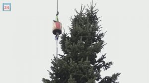 13-метровая живая ель станет украшением новогоднего торжества в абаканском жилом районе «Западный»