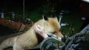 (1187) Лиса приходит в гости. Декабрь 2025