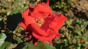 ВИДЕО  ПВН  ББ   (272)