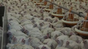 Программа "Главные новости" на 8 канале от 03.12.2025 Часть 2