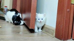 Котята постарше играют с маленьким котёнком. Белоснежный котёнок.