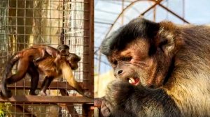 МАТЬ обезьянка пробегает МИМО, а мы хотим рассмотреть МАЛЫША! ОСТОРОЖНО, ВОРИШКИ! Зубастый РУМБА !