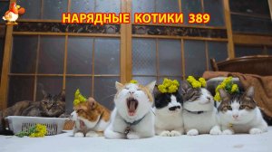 Нарядные Котики расслабляются на солнышке 🌞 🐈🐈🐈 (389)