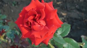 ВИДЕО  ПВН  ББ   (305)