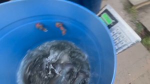 Очередная партия Карельской Форели