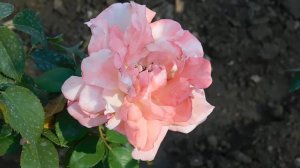 ВИДЕО  ПВН  ББ   (307)